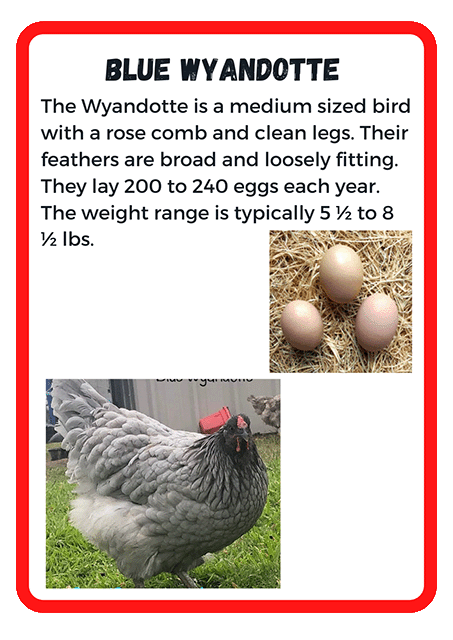 Blue Wyandotte