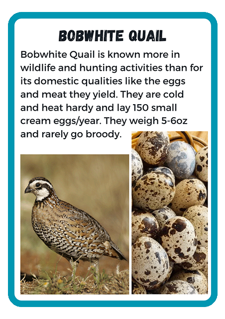 Bobwhite Quail