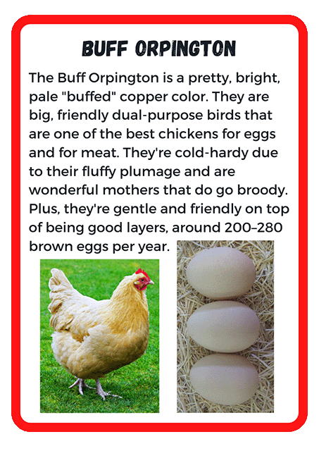 Buff Orpington