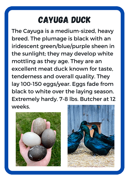 Cayuga Duck