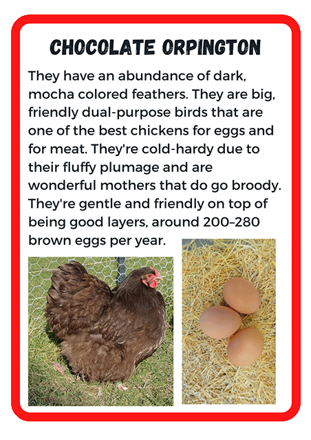 Chocolate Orpington