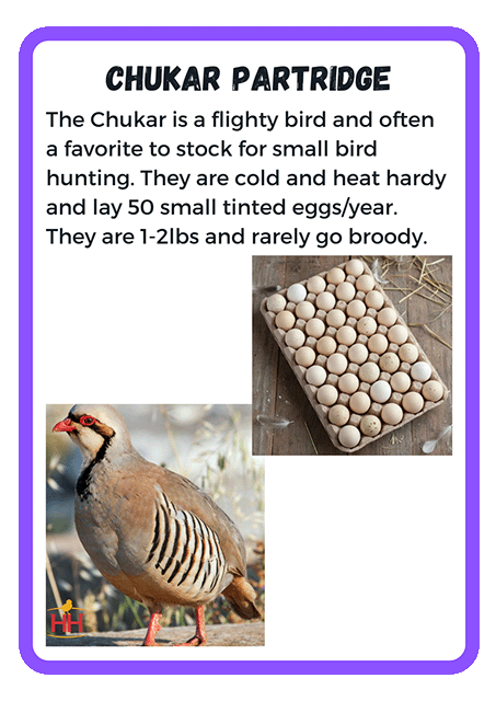 Chukar Partridge