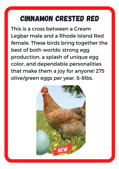 Cinnamon Crested Red