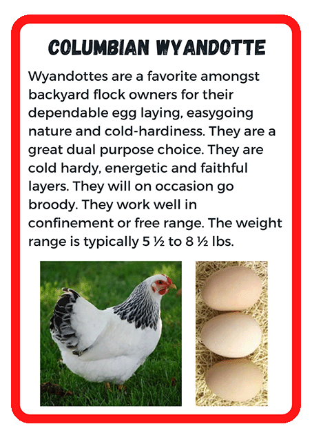 Columbian Wyandotte