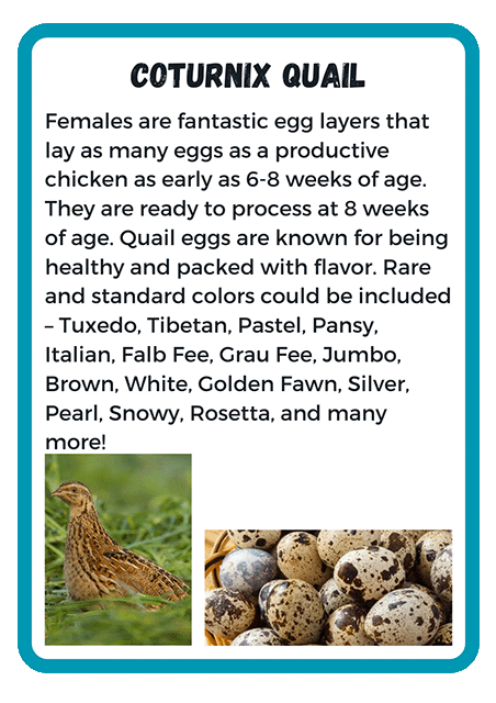 Coturnix Quail
