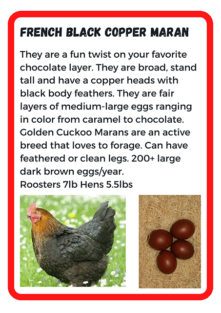 French Black Copper Maran