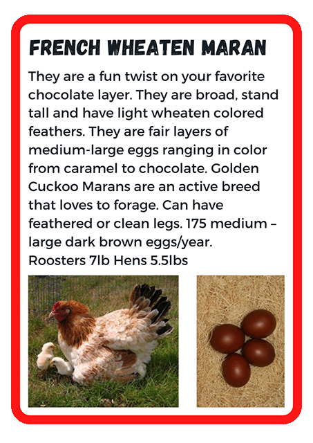 French Wheaten Maran