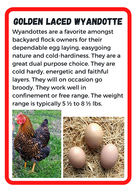 Golden Laced Wyandotte