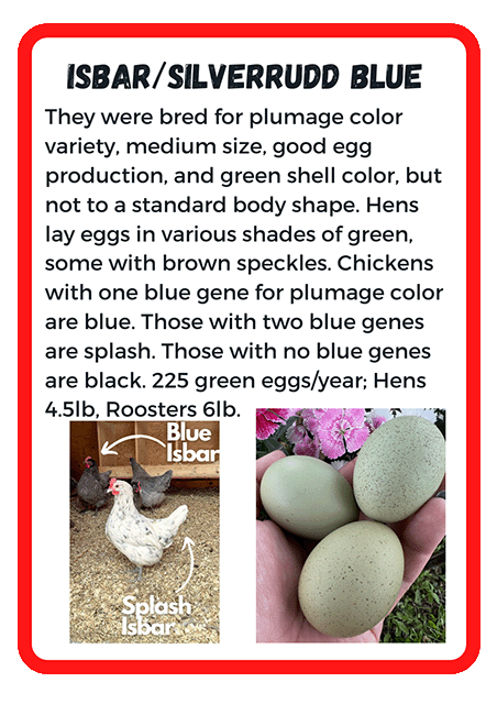 Isbar/Silverrudd Blue