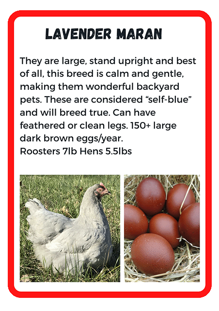 Lavender Maran