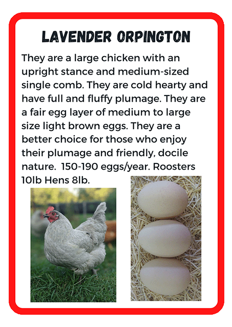 Lavender Orpington