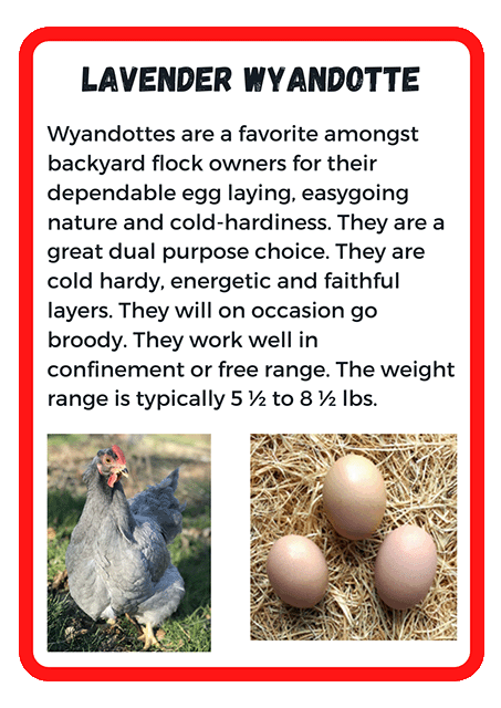 Lavender Wyandotte