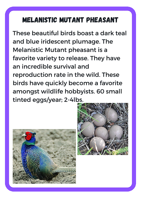 Melanistic Mutant Pheasants