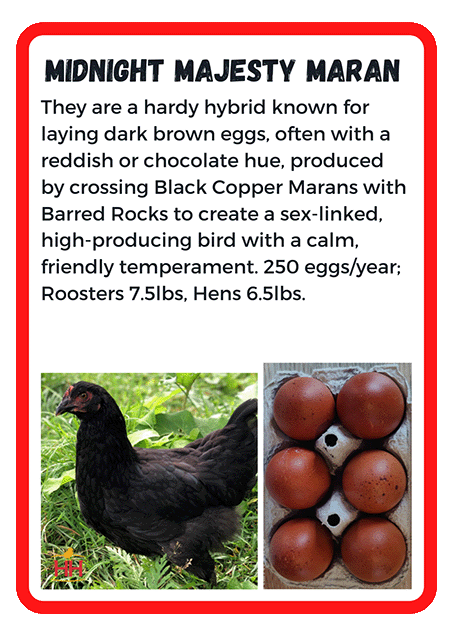 Midnight Majesty Maran