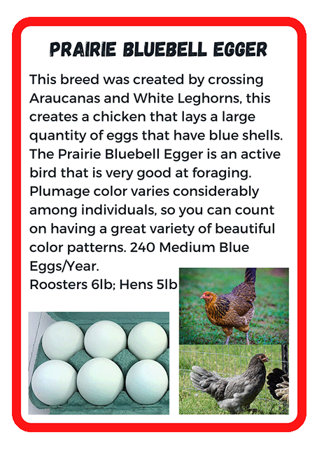 Prairie Bluebell Egger