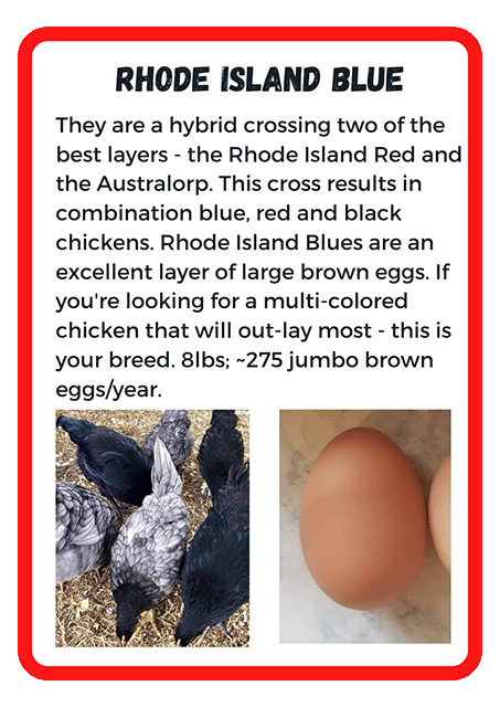 Rhode Island Blue