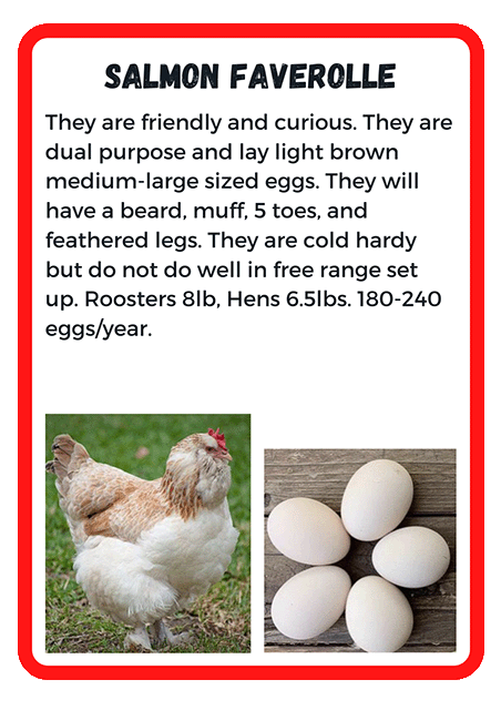 Salmon Faverolle