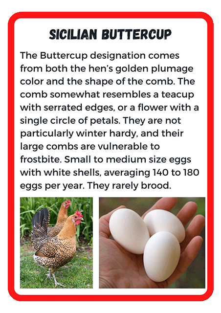 sicilian buttercup