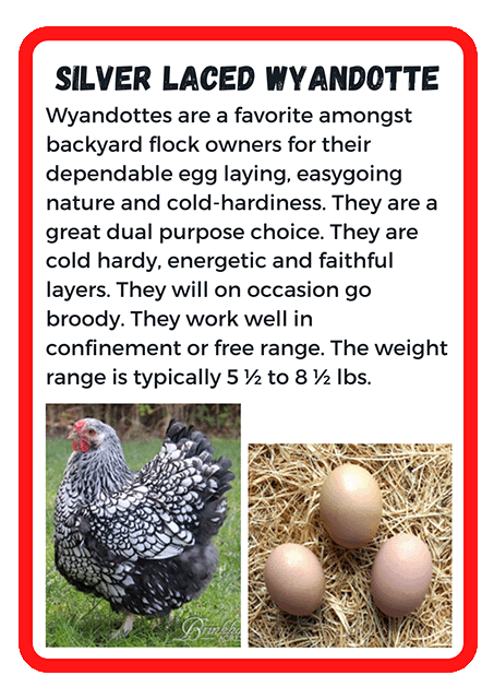Silver Laced Wyandotte
