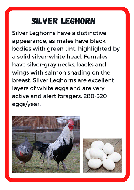 Silver Leghorn