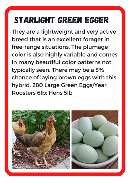 Starlight Green Egger