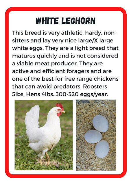 White Leghorn
