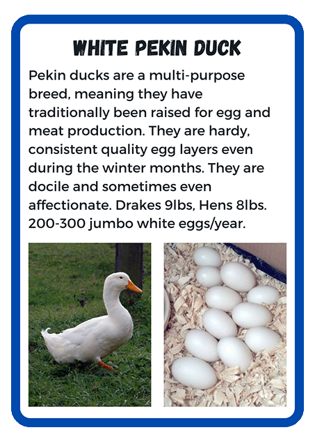 White Pekin Duck