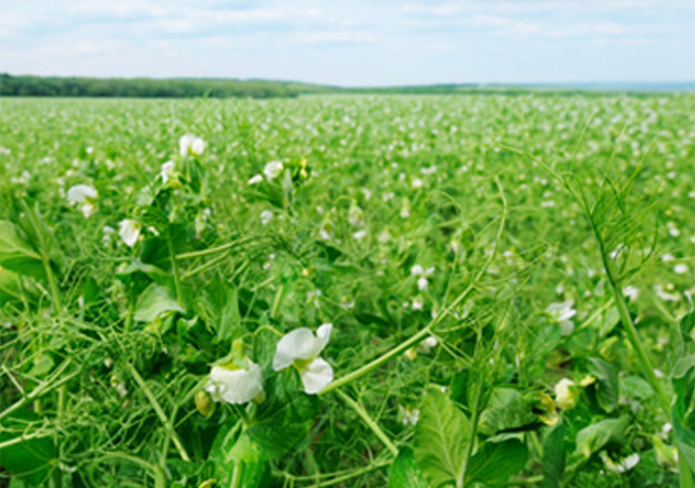 winter peas