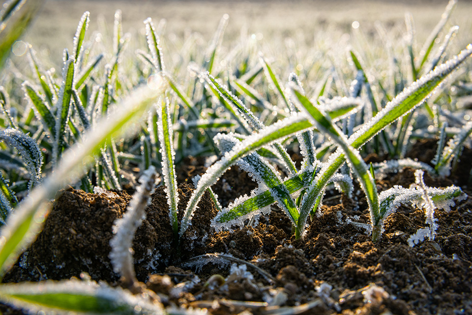 frost covered crops
