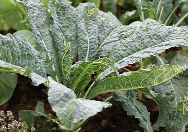 Greens such as kale