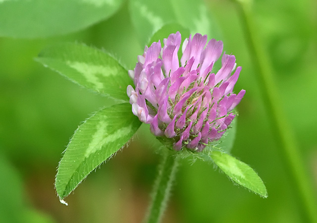 red clover