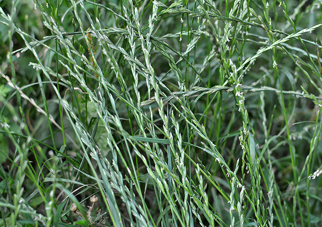 rye grass