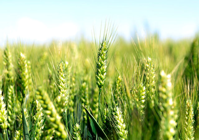 wheat