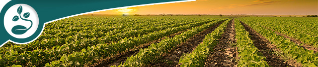 Sunset Over Field of Soybeans
