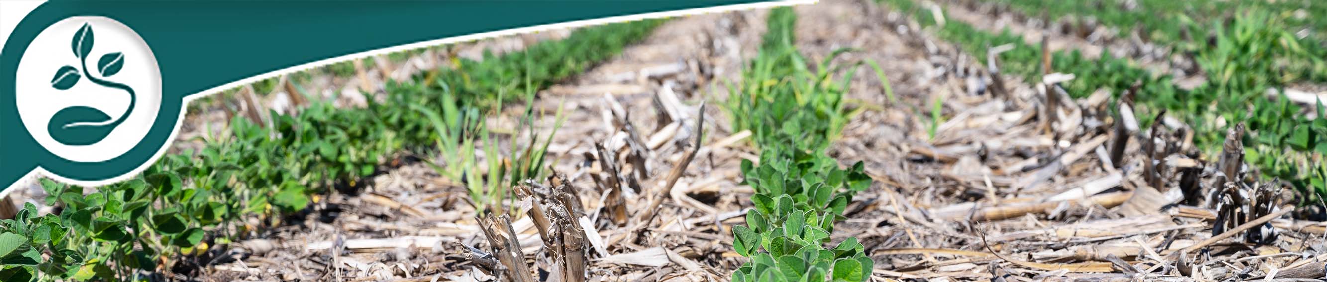 New Crops Emerging From Harvested Field