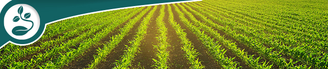 Rows of Soybeans Planted in a Field