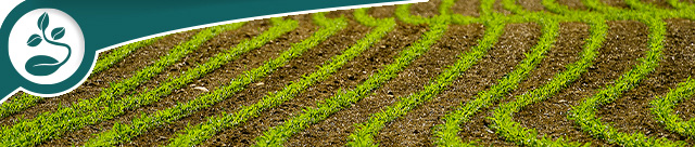 Soybeans Planted in Rows in a Field