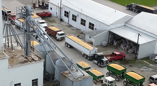 Trailers Lined Up To Dump Grain at the Silos