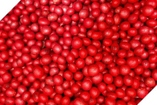 Soybean Seeds That Have Been Treated with a Bright Red Seed Treatment