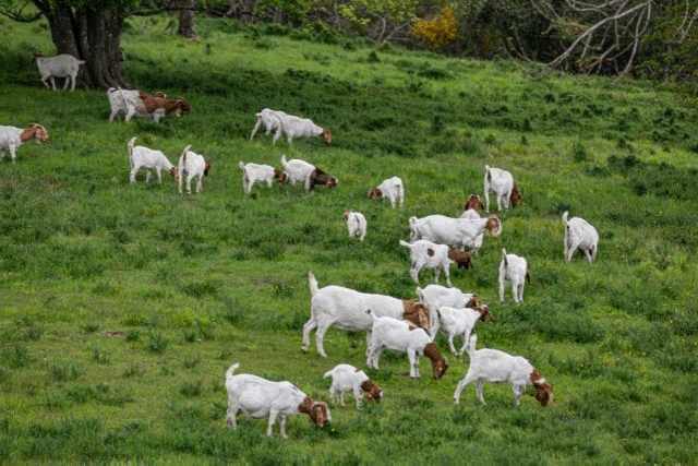 Herd of Goats Eating on a Grassy Hillside Under a Tree