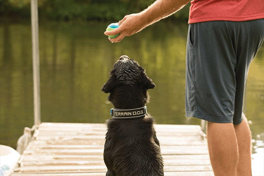 Dog Sitting On Dock Waiting for Man to Throw Ball Into Lake