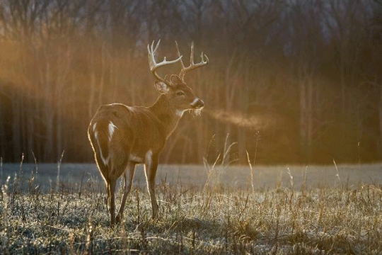 Male Deer with Antlers Standing in a Field on a Cool Autumn Evening