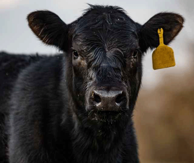 Black Angus Cow With Yellow Ear Tag