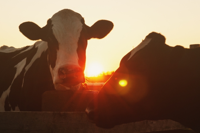 Two Dairy Cows on a Small Farm in Sunset Light