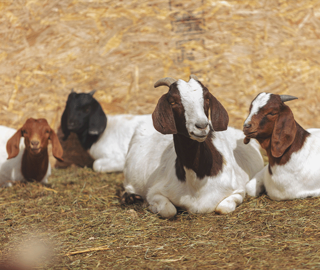 Group of Goats Laying on a Bed of Straw