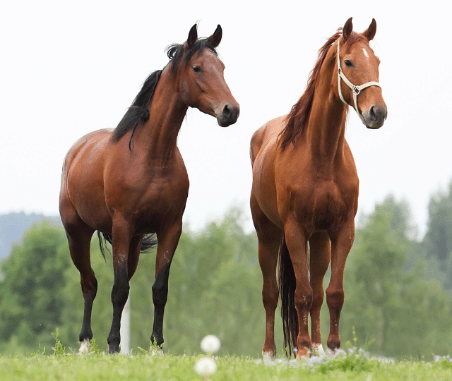 Two Brown Horses Standing Beside Each Other In A Field