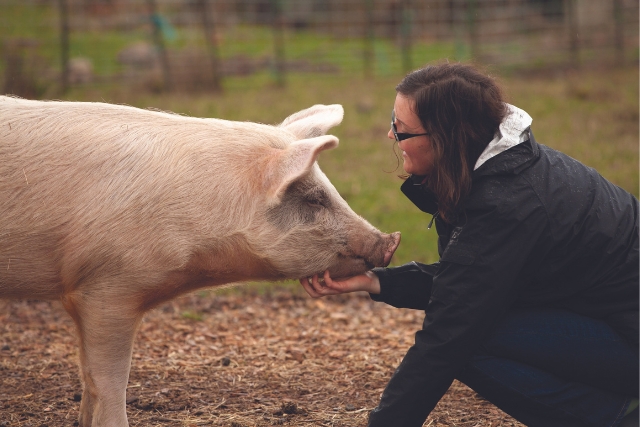 Woman Giving Pig Scratches On The Chin