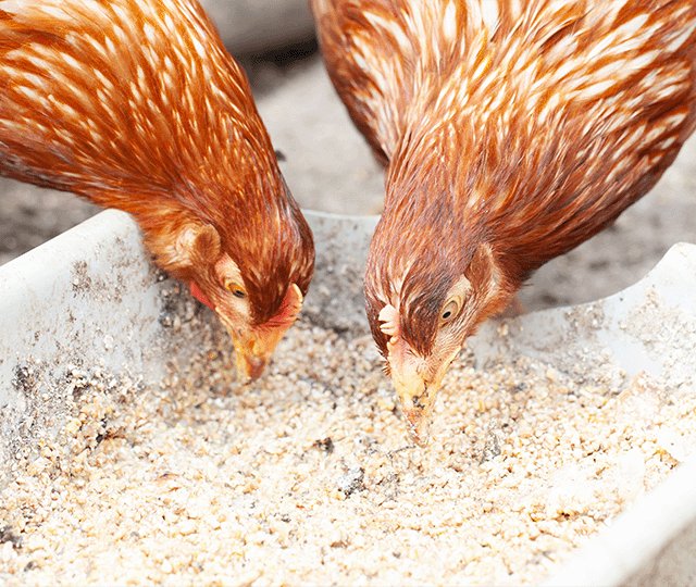 Two Chickens Sharing Food From a Feeding Trough