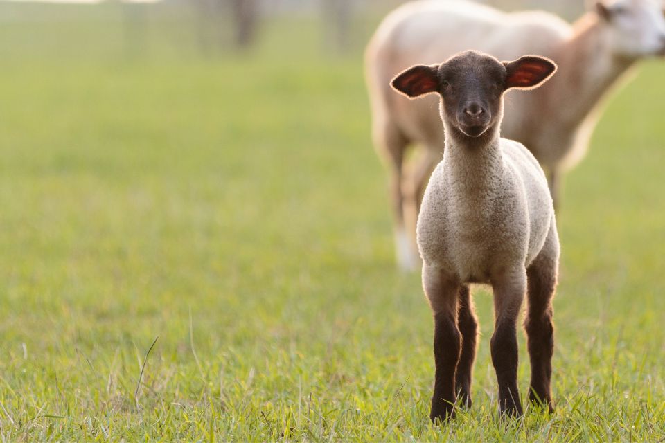 Sheep Mom Watches Lamb From a Distance in Grassy Field