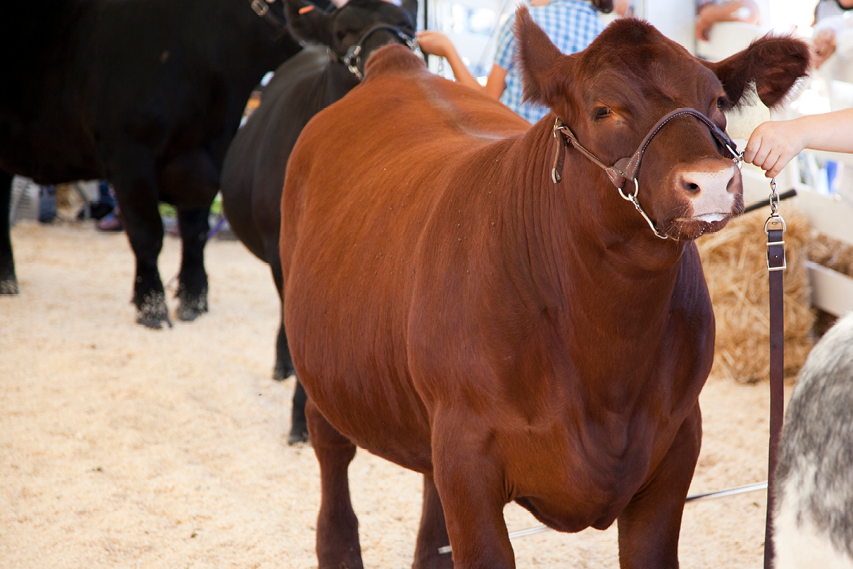 Heritage Show Feeds Heritage Show Feeds